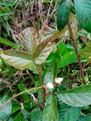 Rubus adenotrichos