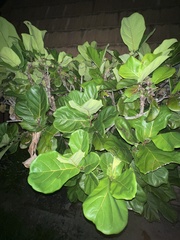 Ficus lyrata