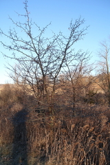 Gleditsia triacanthos