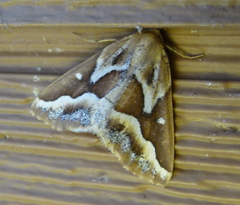 Caripeta angustiorata