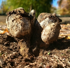 Pisolithus