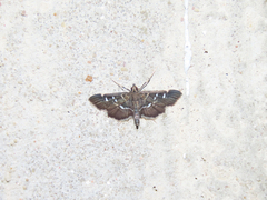 Diathrausta harlequinalis