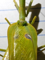 Stagmatoptera diana