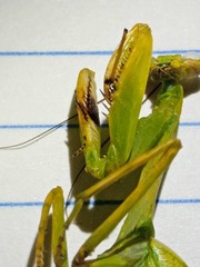 Stagmatoptera diana