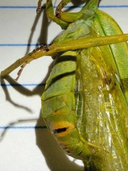 Stagmatoptera diana