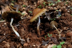 Psilocybe