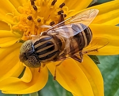 Eristalinus megacephalus
