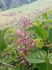 Miconia subcrustulata
