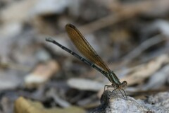 Argia rhoadsi