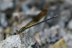 Argia rhoadsi