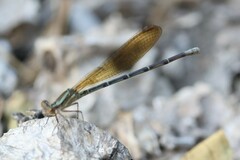 Argia rhoadsi