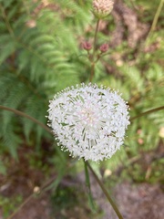 Trachymene composita