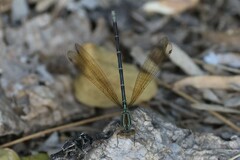 Argia rhoadsi