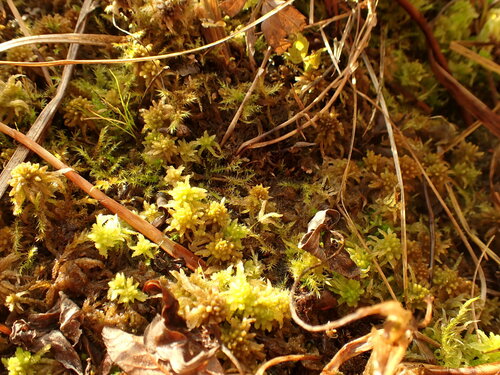 Image of Campylium stellatum by no rights reserved