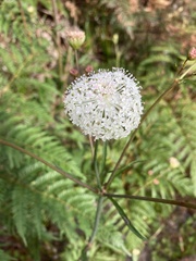 Trachymene composita