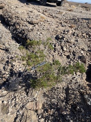 Peucephyllum schottii