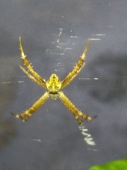 Argiope