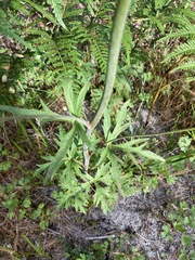 Trachymene composita