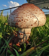 Termitomyces reticulatus