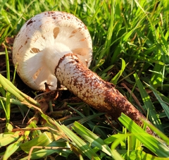 Termitomyces reticulatus