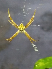 Argiope