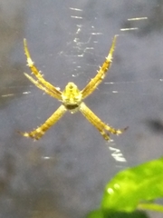 Argiope