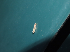 Tinea apicimaculella