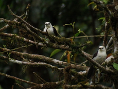 Campylorhynchus albobrunneus