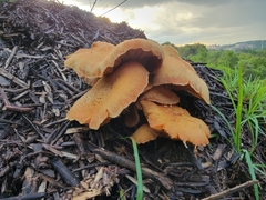 Gymnopilus junonius