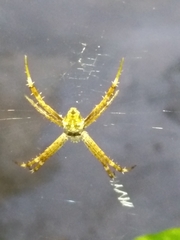 Argiope