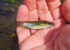 Fundulus chrysotus
