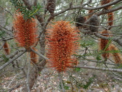 Banksia collina