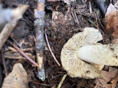 Pseudosperma sororium