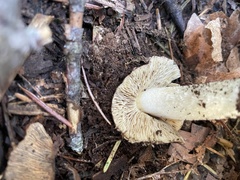 Pseudosperma sororium