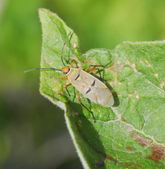 Pyrrhocoridae