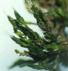 Grimmia anodon