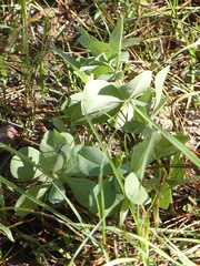 Baptisia bracteata