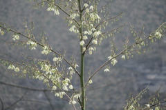 Furcraea andina