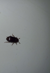 Coleoptera