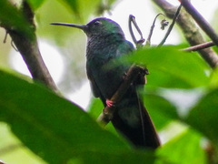 Chalybura urochrysia