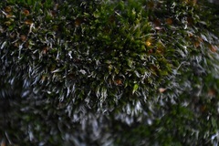 Grimmia anodon