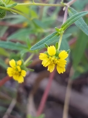 Sigesbeckia australiensis