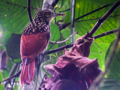 Xiphorhynchus lachrymosus