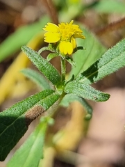Sigesbeckia australiensis