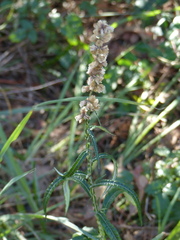 Pterocaulon virgatum