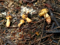 Suillus cothurnatus
