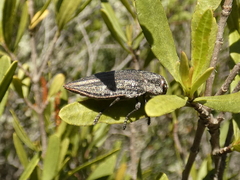 Ectinogonia buquetii