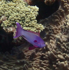 Pseudanthias squamipinnis
