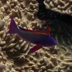 Pseudanthias squamipinnis