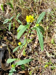 Sigesbeckia australiensis